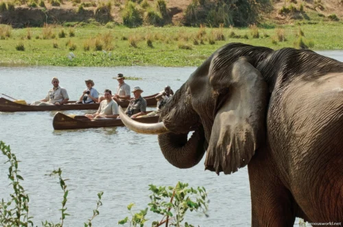 South Luangwa National Park 33