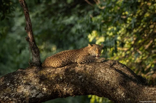 South Luangwa National Park 37