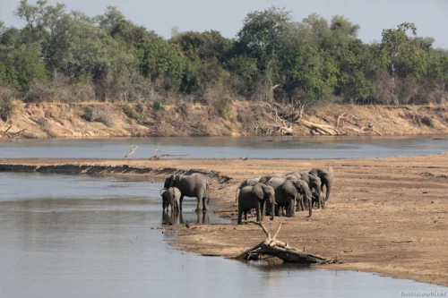 South Luangwa National Park 40