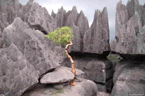 Tsingy de Bemaraha National Park 36