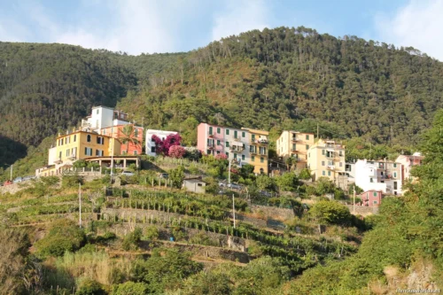 Corniglia italy 15
