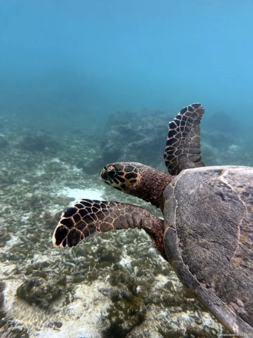 Giant Clam Sanctuary Photos 02