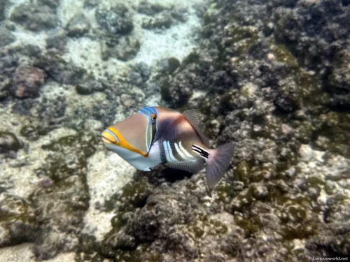 Giant Clam Sanctuary Photos 03