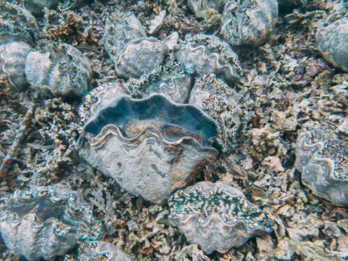 Giant Clam Sanctuary Photos 06