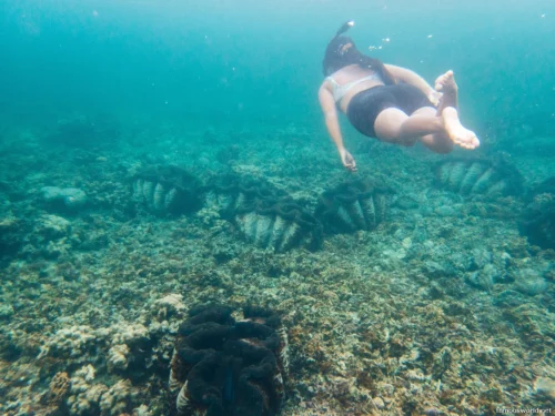 Giant Clam Sanctuary Photos 09