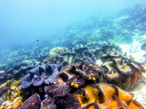 Giant Clam Sanctuary Photos 10