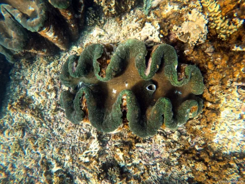 Giant Clam Sanctuary Photos 11