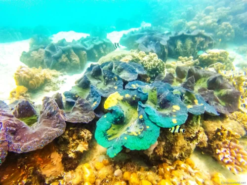 Giant Clam Sanctuary Photos 13