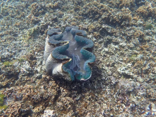 Giant Clam Sanctuary Photos 14