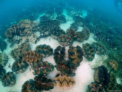 Giant Clam Sanctuary Photos 16