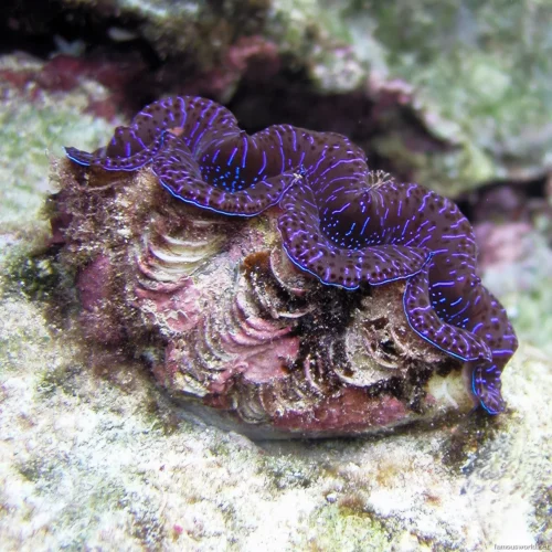 Giant Clam Sanctuary Photos 17