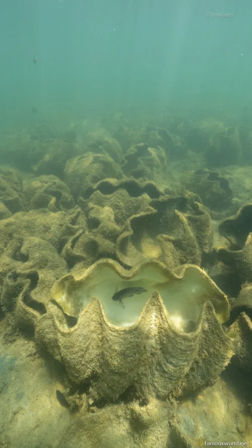 Giant Clam Sanctuary Photos 19