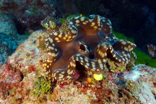 Giant Clam Sanctuary Photos 20