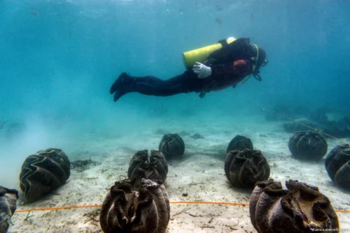 Giant Clam Sanctuary Photos 21