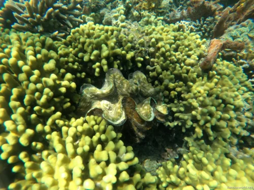 Giant Clam Sanctuary Photos 22