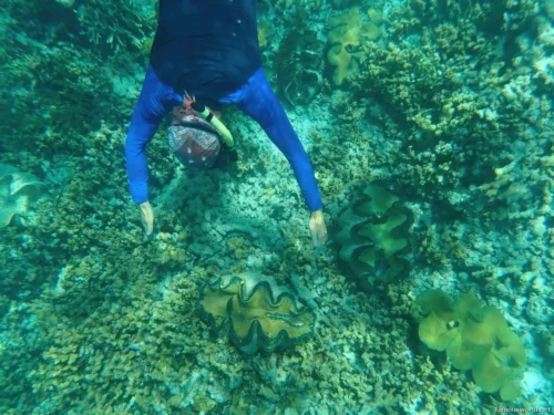 Giant Clam Sanctuary Photos 24