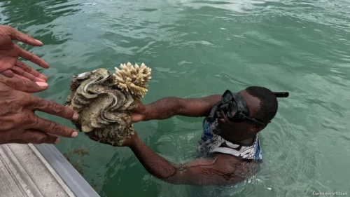 Giant Clam Sanctuary Photos 25