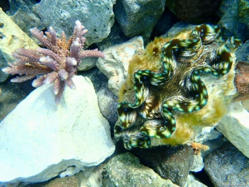 Giant Clam Sanctuary Photos 26