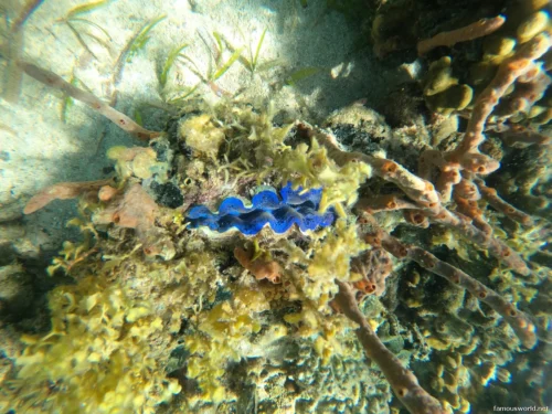 Giant Clam Sanctuary Photos 27