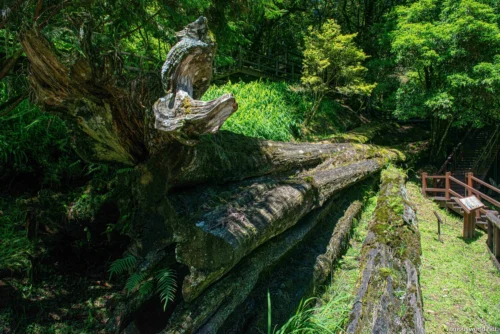 Alishan National Scenic Area Photos 10