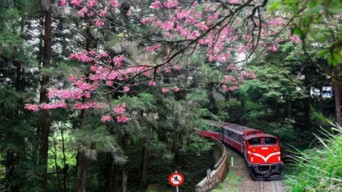 Alishan National Scenic Area Photos 16