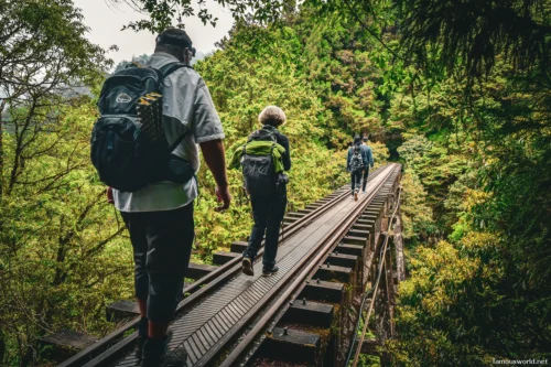 Alishan National Scenic Area Photos 22