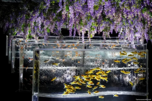 Art Aquarium Museum Ginza Photos 16