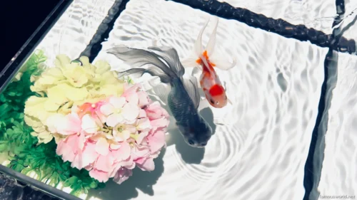 Art Aquarium Museum Ginza Photos 32