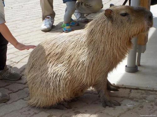 Mother Farm Photos 10