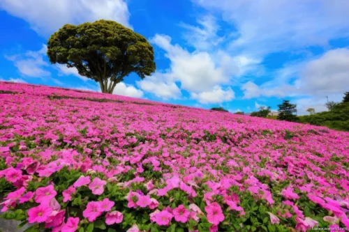 Mother Farm Photos 25