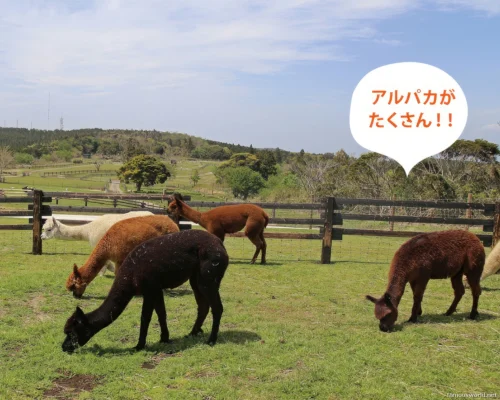 Mother Farm Photos 30