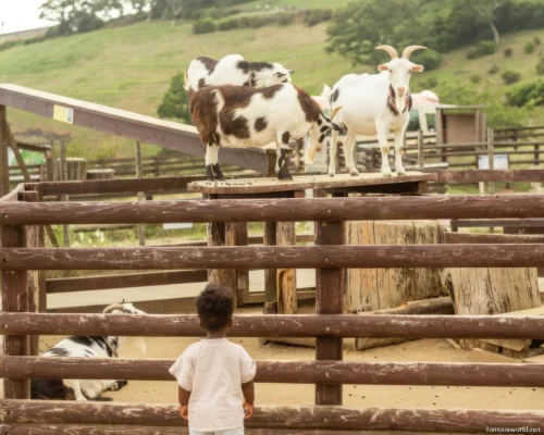 Mother Farm Photos 32