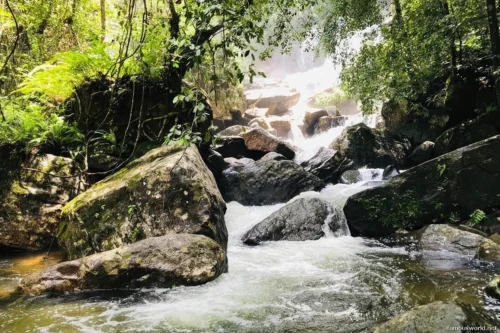 Sinharaja Forest Reserve Photos 01