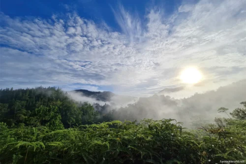 Sinharaja Forest Reserve Photos 02