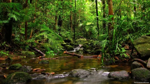 Sinharaja Forest Reserve Photos 05