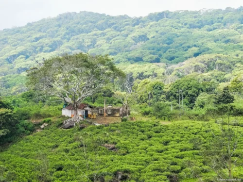 Sinharaja Forest Reserve Photos 09