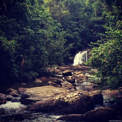 Sinharaja Forest Reserve Photos 10