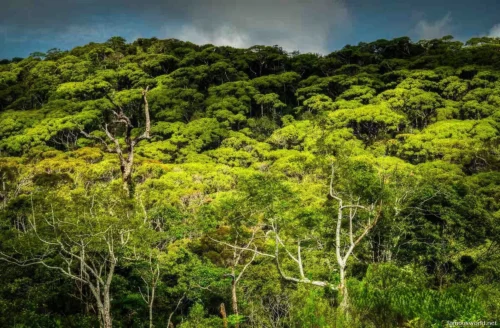 Sinharaja Forest Reserve Photos 11