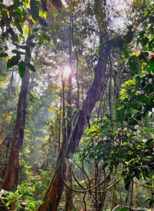 Sinharaja Forest Reserve Photos 22