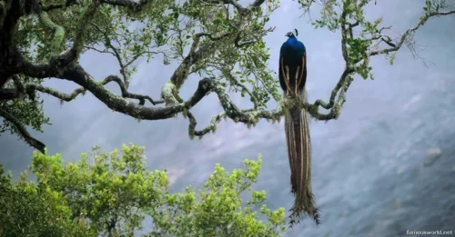 Sinharaja Forest Reserve Photos 23