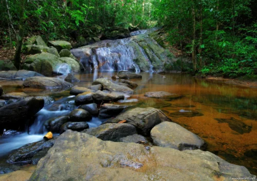 Sinharaja Forest Reserve Photos 25