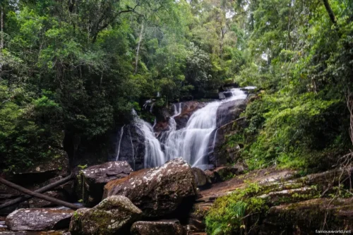 Sinharaja Forest Reserve Photos 27